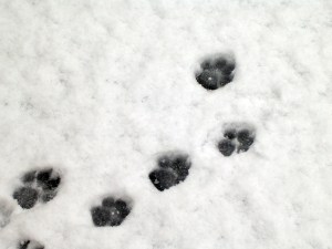 paw prints