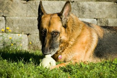 Mia is perfectly happy entertaining herself, thank you very much.