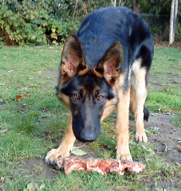 As a puppy, Leo works on a bison neck