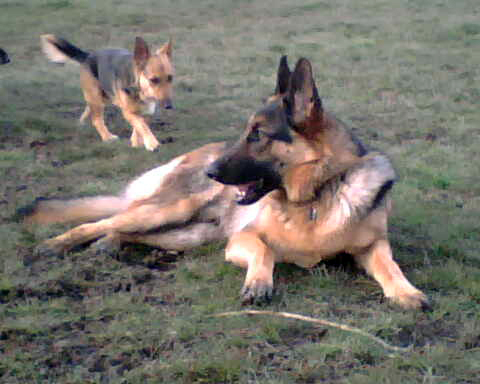 A miniature German shepherd (that could be a breed) seeks Leo's counsel at the dog park.