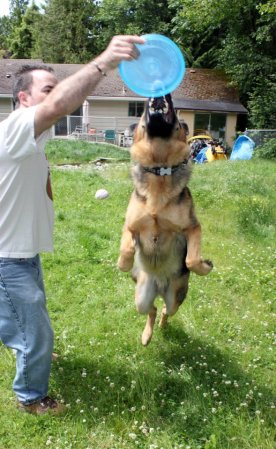 What a lunge would look like without a leash. 