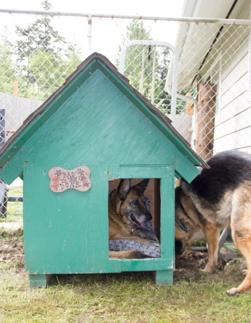 Leo demonstrated that putting a dog house on top of their digging patch is not exactly a deterrent. I say, give the dogs a place where they're allowed to dig.