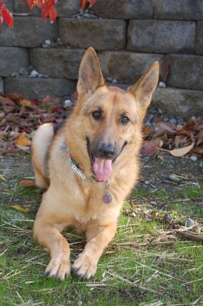 Isis under the dogwood