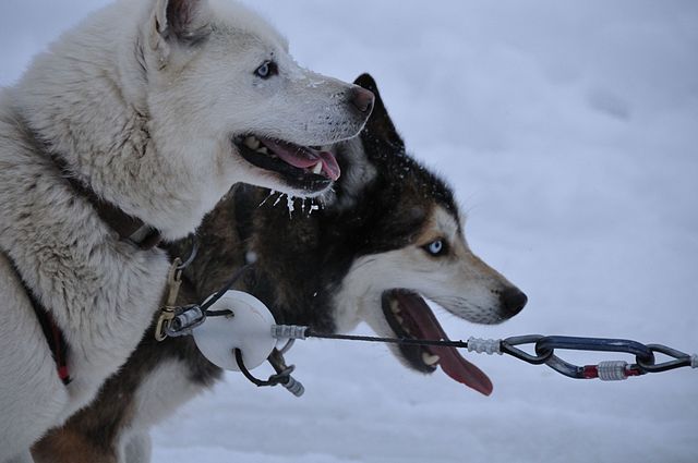 "Dogsledatrest" by M. Rehemtulla - http://www.flickr.com/photos/quoimedia/5402900681/. Licensed under Creative Commons Attribution 2.0 via Wikimedia Commons - 