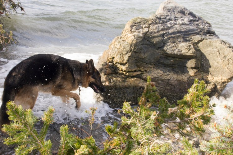 Leo on the beach