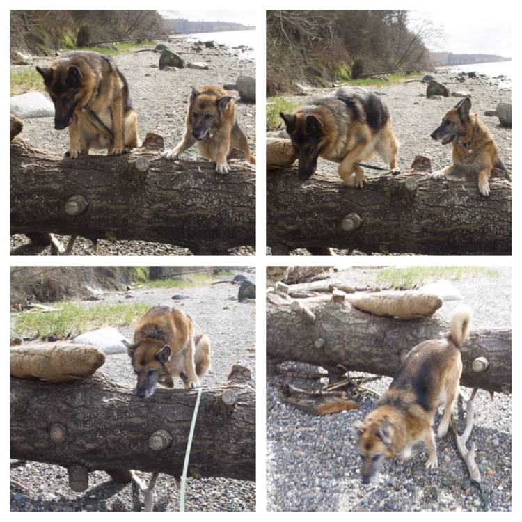 Leo shows Mia how to jump a tree