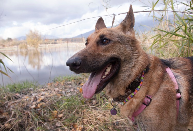 Isis models her pink harness. October 2008