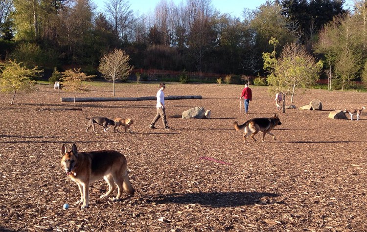 Pups at the best park