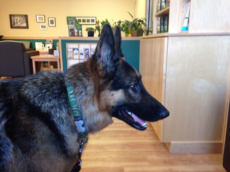 Leo tries to read the smallest line on the eye chart.