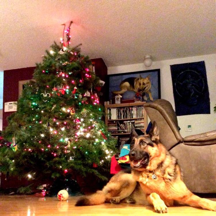 Leo and the tree