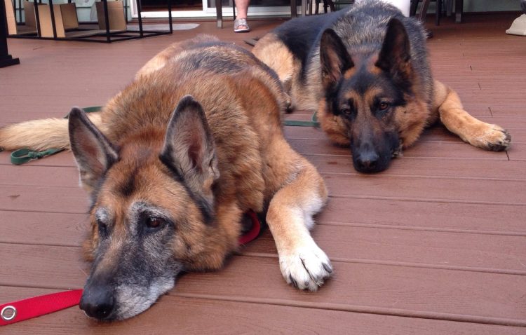 Yard work is exhausting