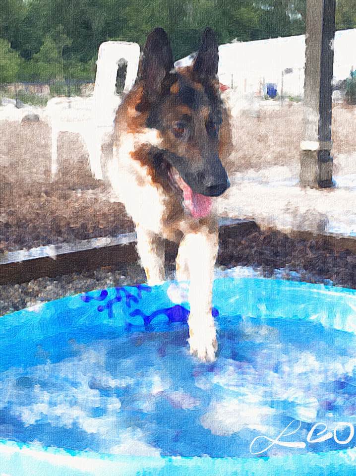 Kiddie-pool Leo