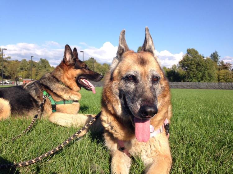 A peaceful alternative to the noisy dog park: lying in the grass by a ball field while Rob practices flying a drone.