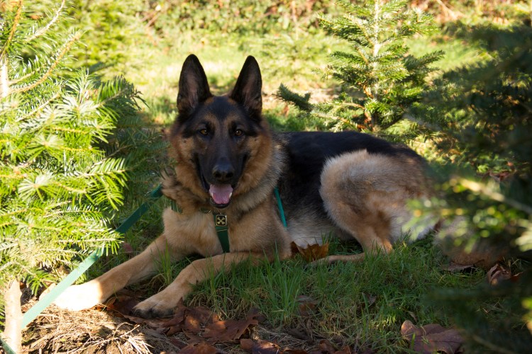 Proving what a perfect boy he's grown up to be, Leo lay down and waited for us to set up for our Christmas photo shoot.