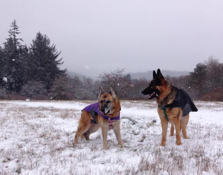 Snowy Crime Scene Field